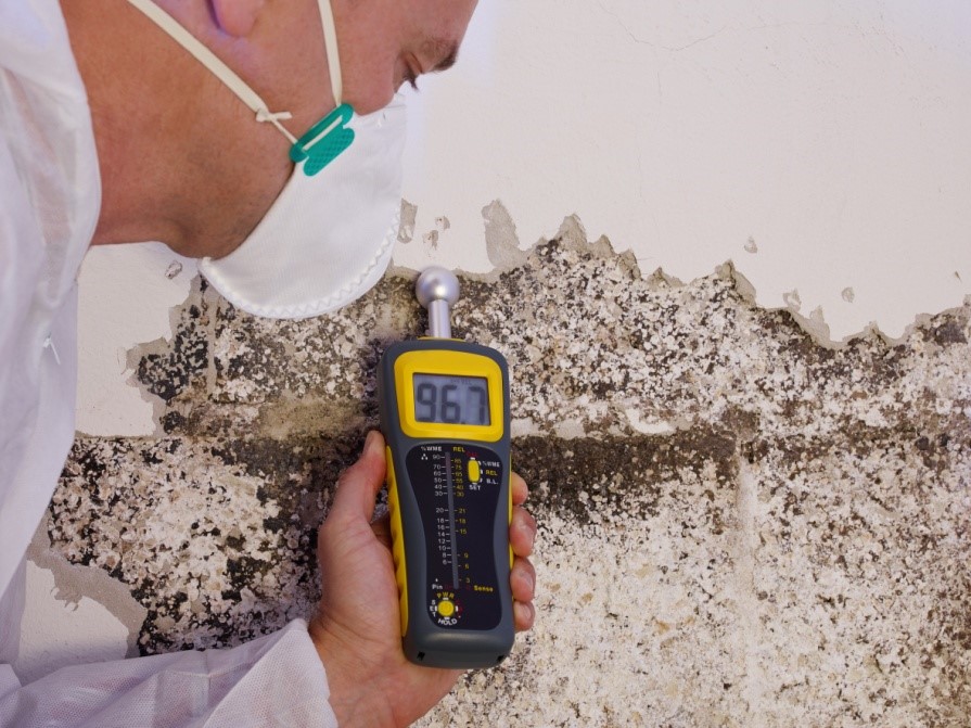 How Much Does Mold Removal Cost