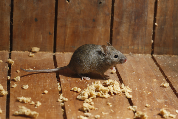 House mouse