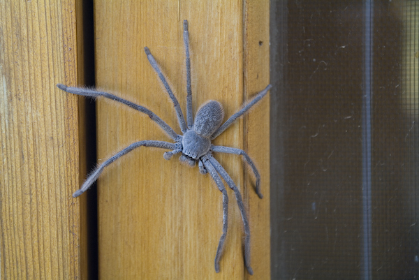 Huntsman spider