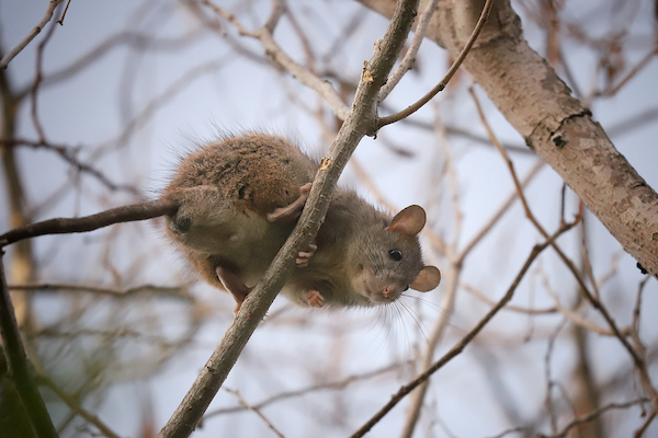 Roof rat or black rat