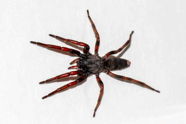 white-tailed spider