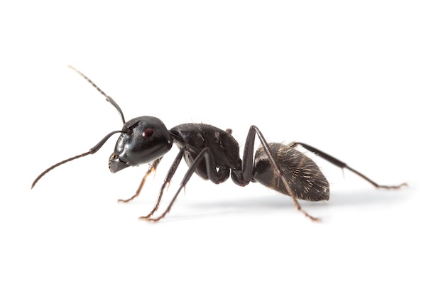 Black ant worker