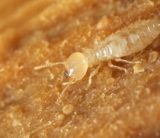 What Do Termites Look Like?