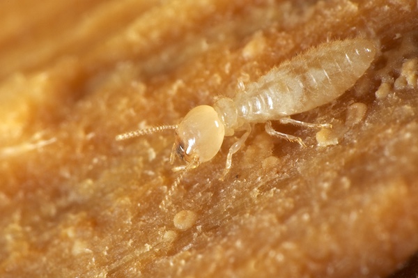 Termite worker (white ant)